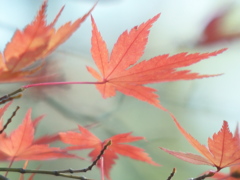 風にそよぐ