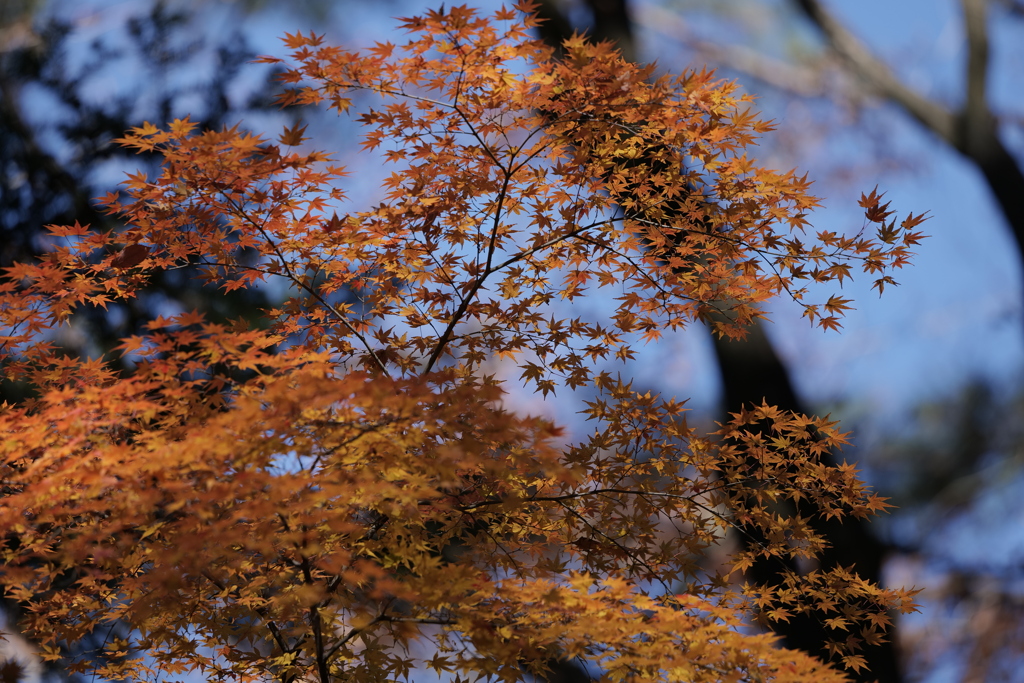 名残の紅葉