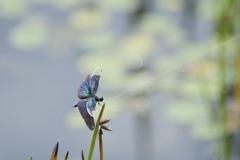 水辺の蜻蛉(トンボ)７
