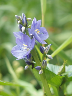 ミズアオイの虫　名前を教えて頂けませんか？