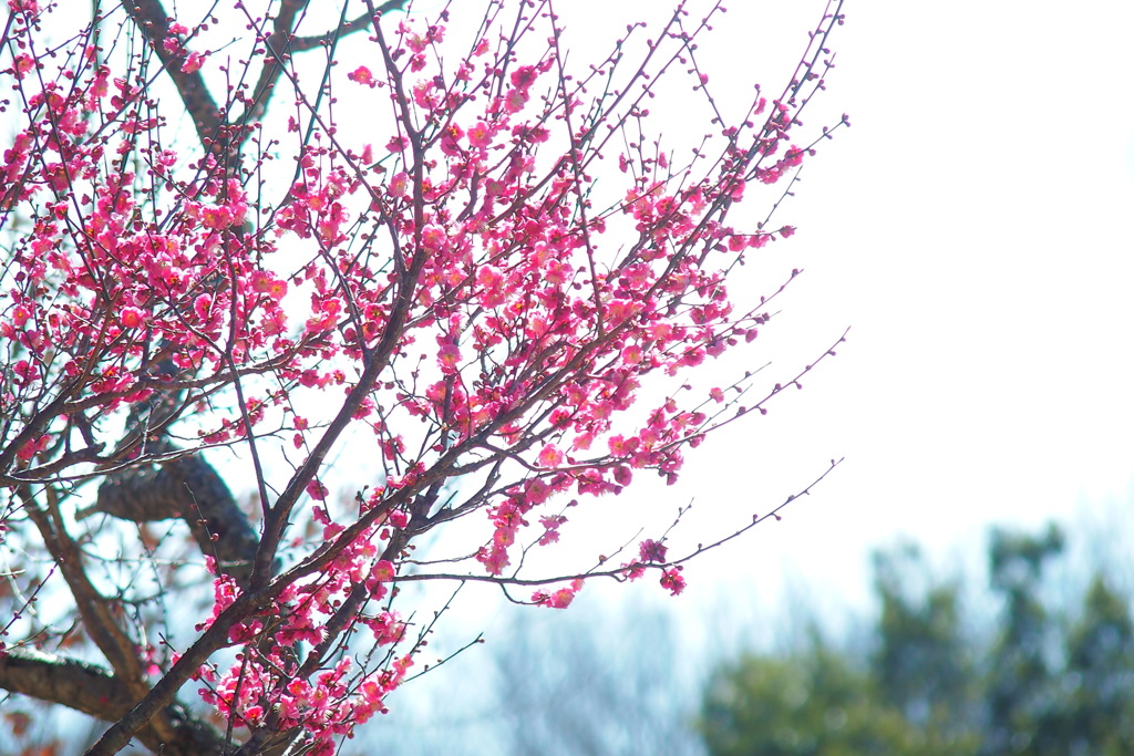 八重寒紅