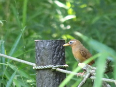 ガビチョウ