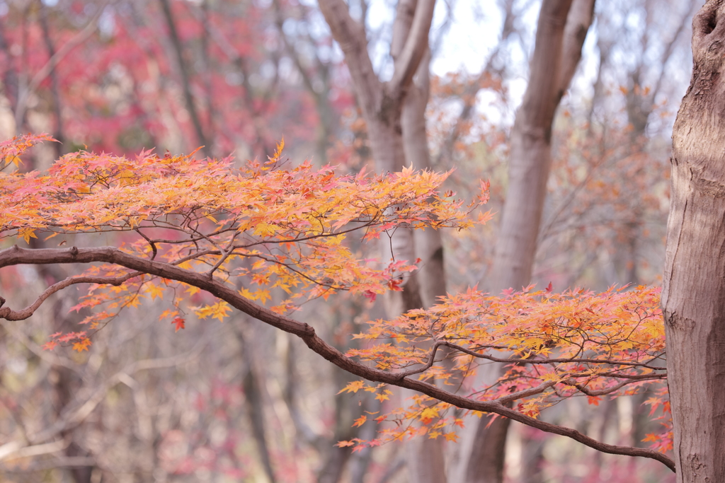 紅葉