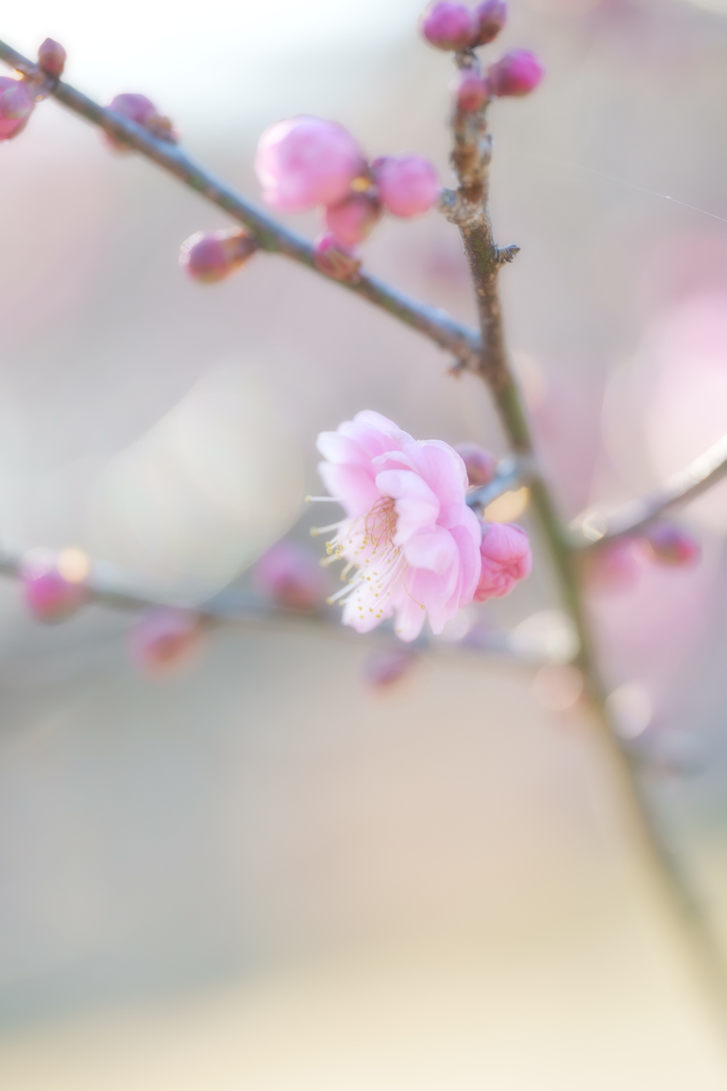 寒梅