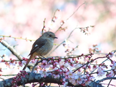 梅が香に包まれて　せぶん