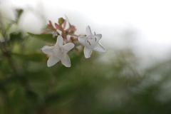 花園衝羽根空木（ハナゾノツクバネウツギ）