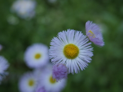 春紫苑(ハルジオン)