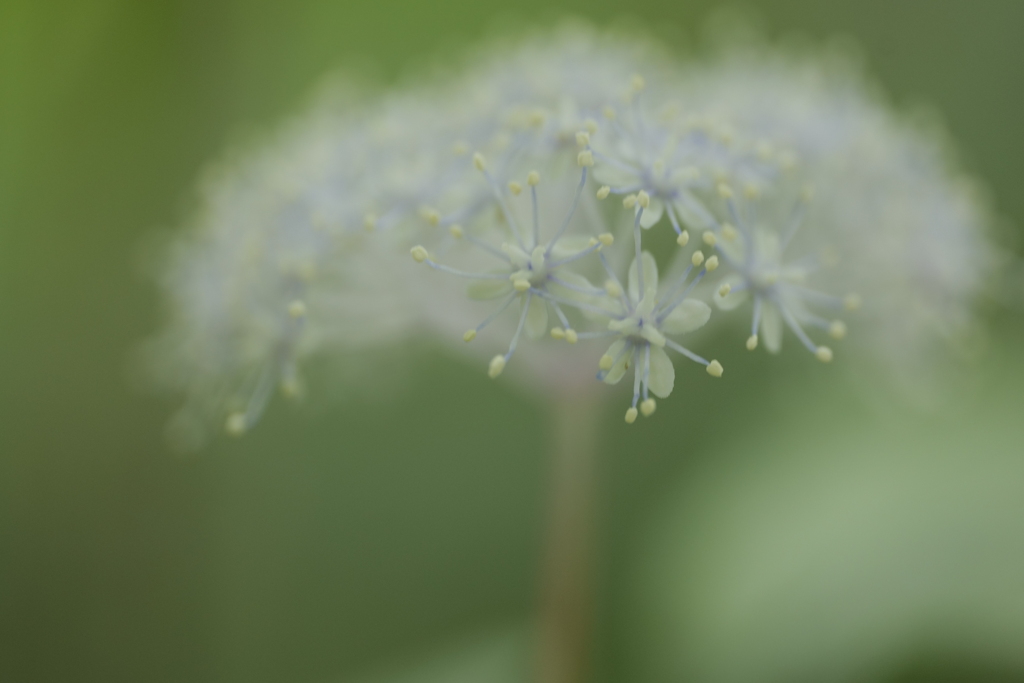 小紫陽花（コアジサイ）