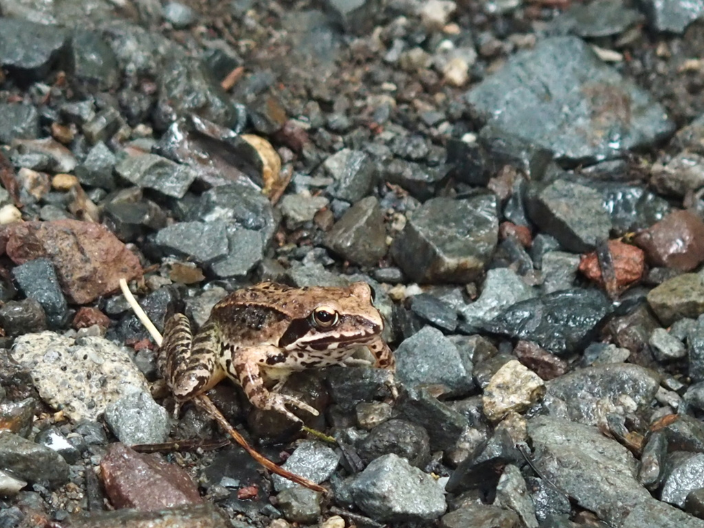 ヤマアカガエル