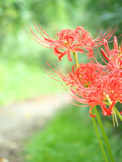 曼珠沙華 ふぁいぶ