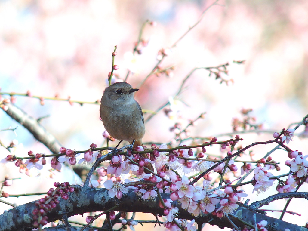 梅が香に包まれて　すりー