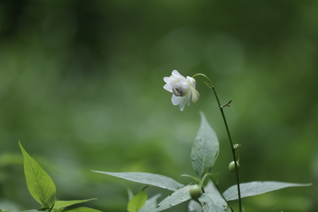 蓮華升麻（レンゲショウマ）