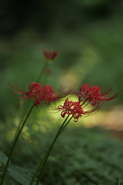 彼岸花