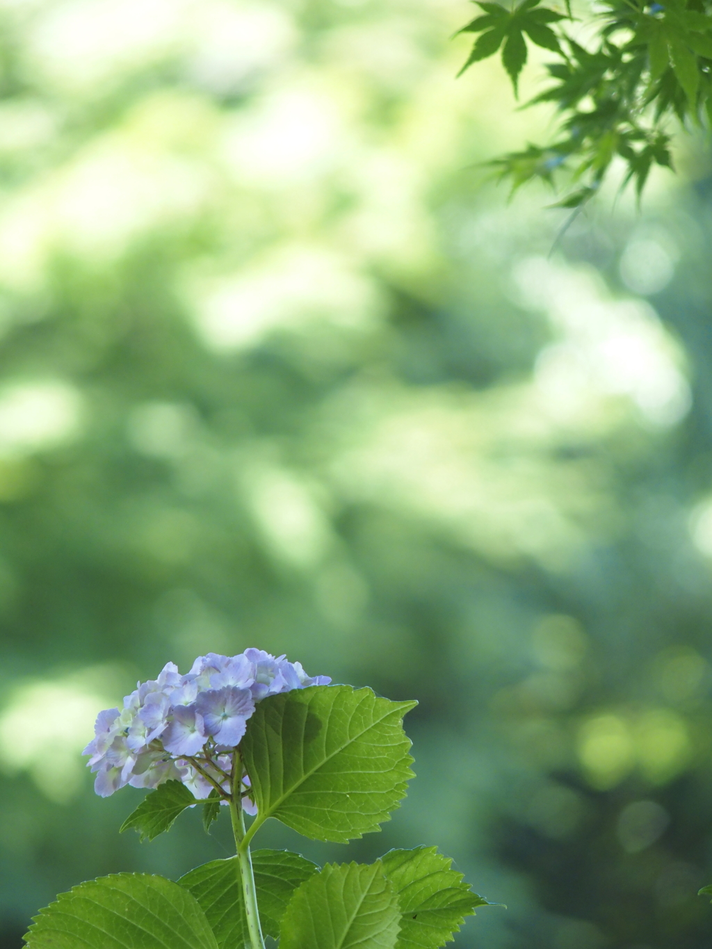 木陰　初夏の公園