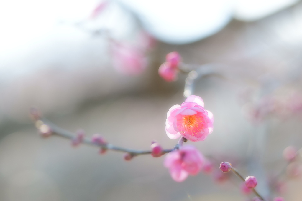 寒梅