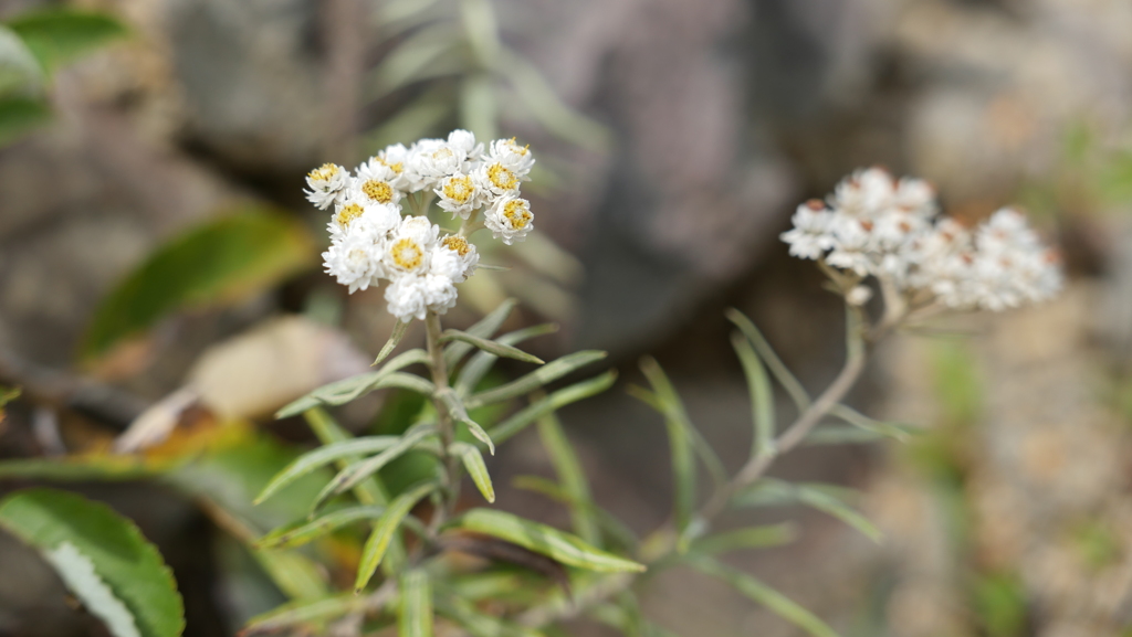 那須岳(茶臼岳)の花２