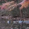 紅葉下のツーペア