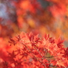 Vermilion 朱色