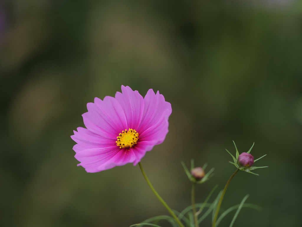 秋桜