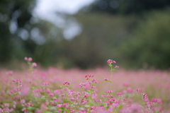 雨あがりの赤蕎麦畑