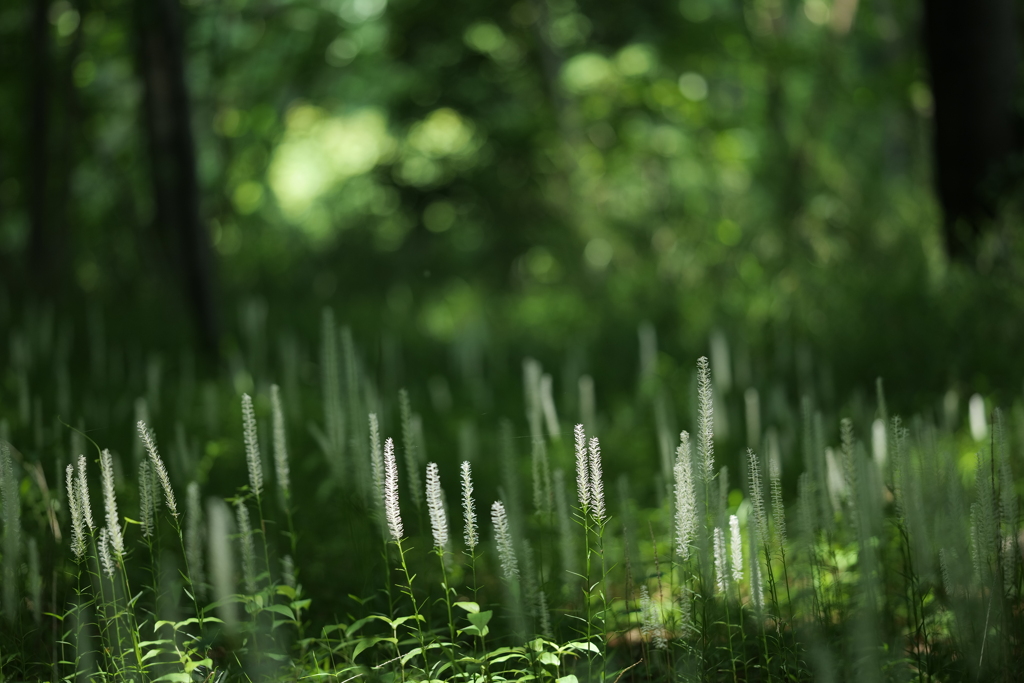 白糸草集う林2
