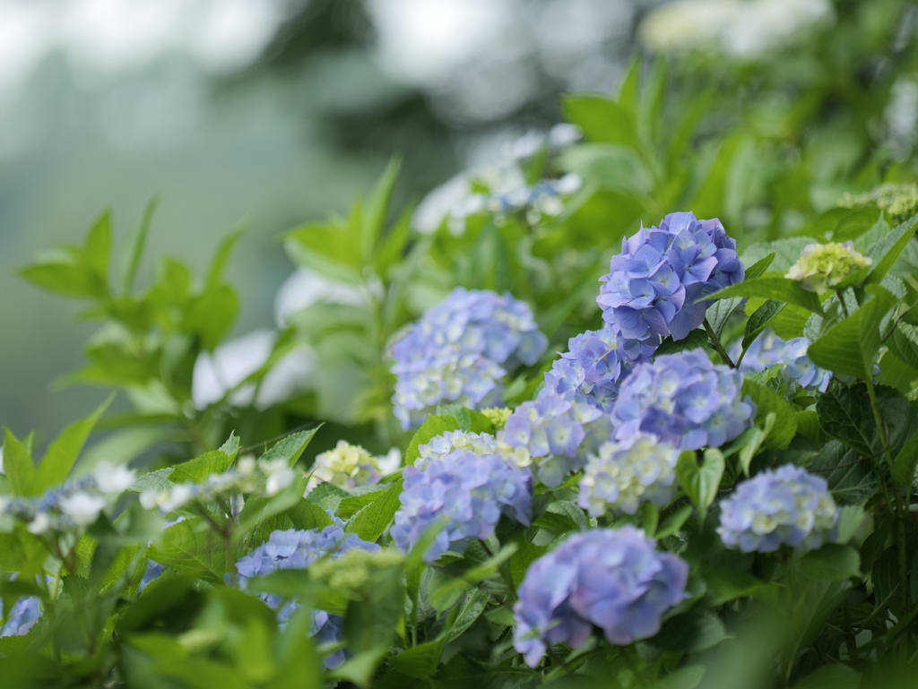 紫陽花(アジサイ)4