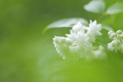 白花八重空木（シロバナヤエウツギ）