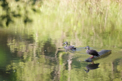 On Golden Pond