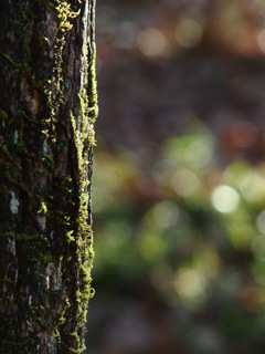 苔むす幹