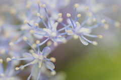 小紫陽花（コアジサイ）