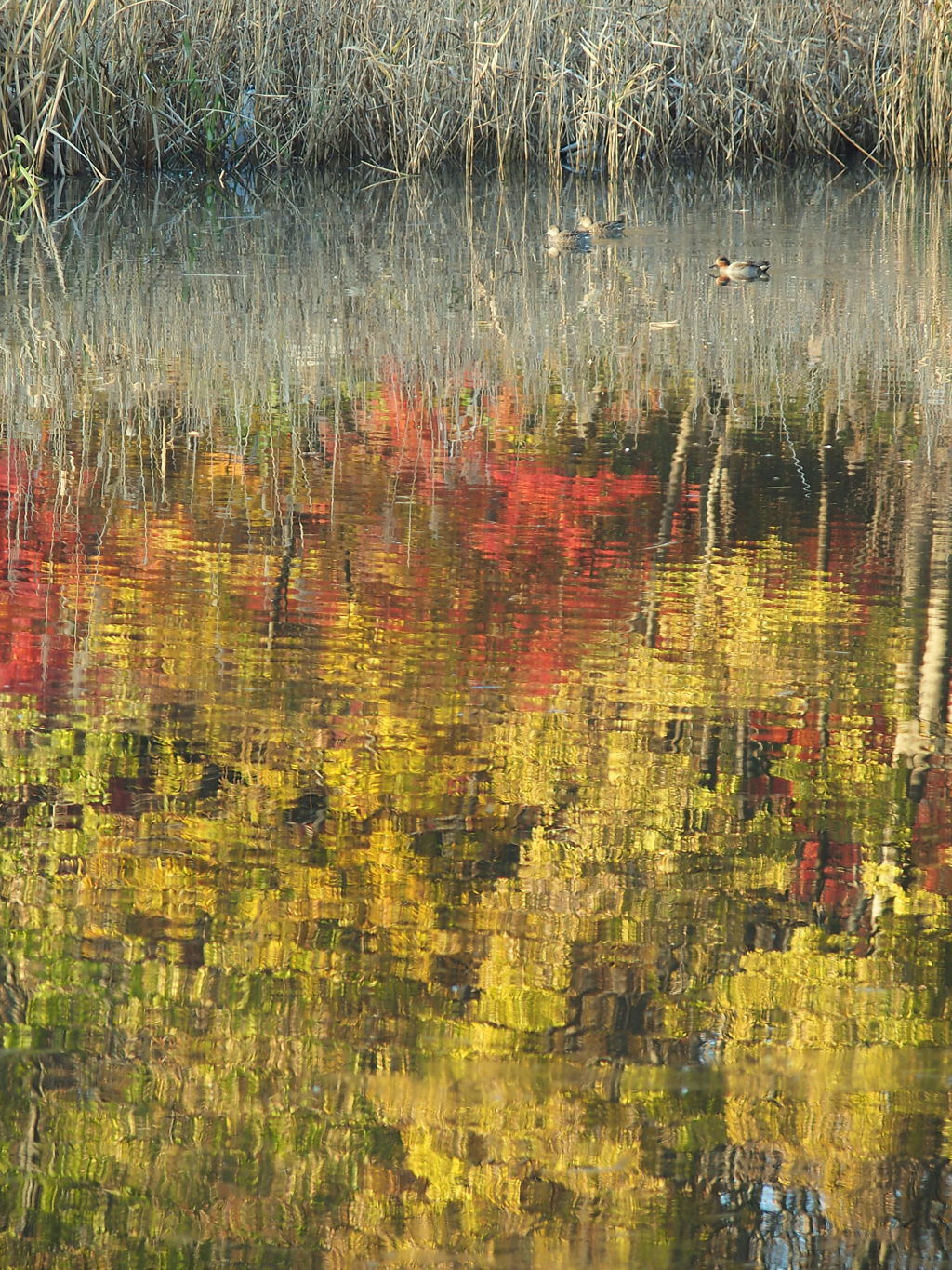 紅葉の上の三羽