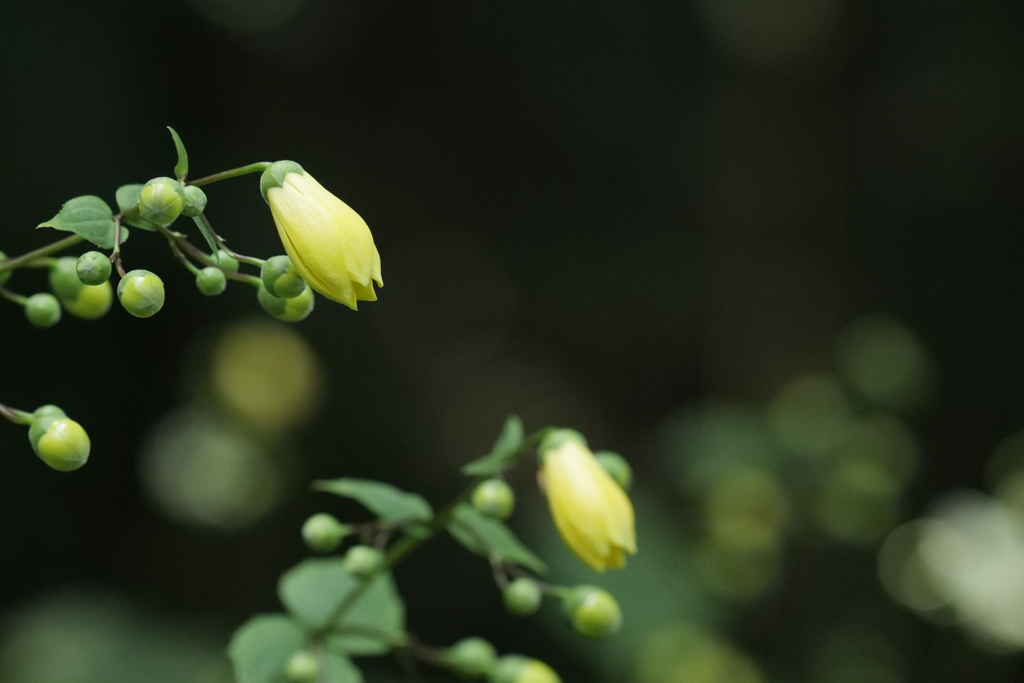 黄蓮華升麻（キレンゲショウマ）