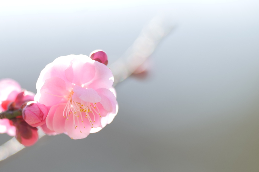 春告草（はるつげぐさ）
