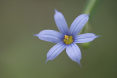 瑠璃庭石菖（ルリニワゼキショウ）