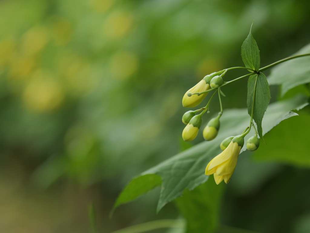 月光の花