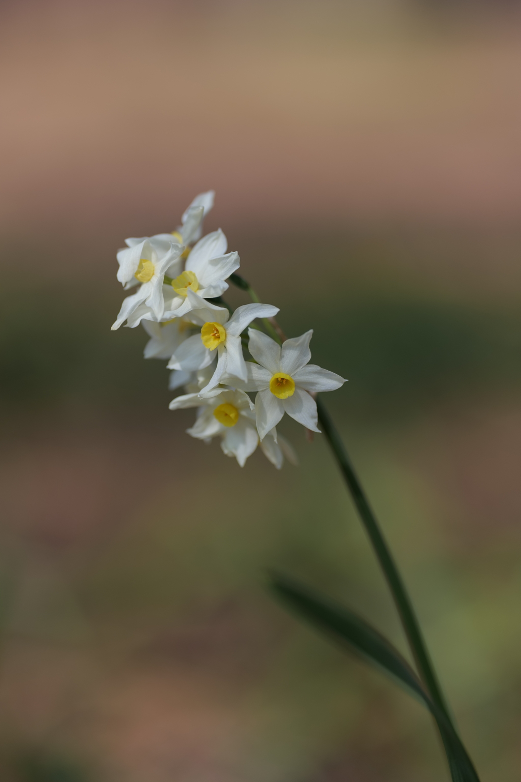 Narcissus