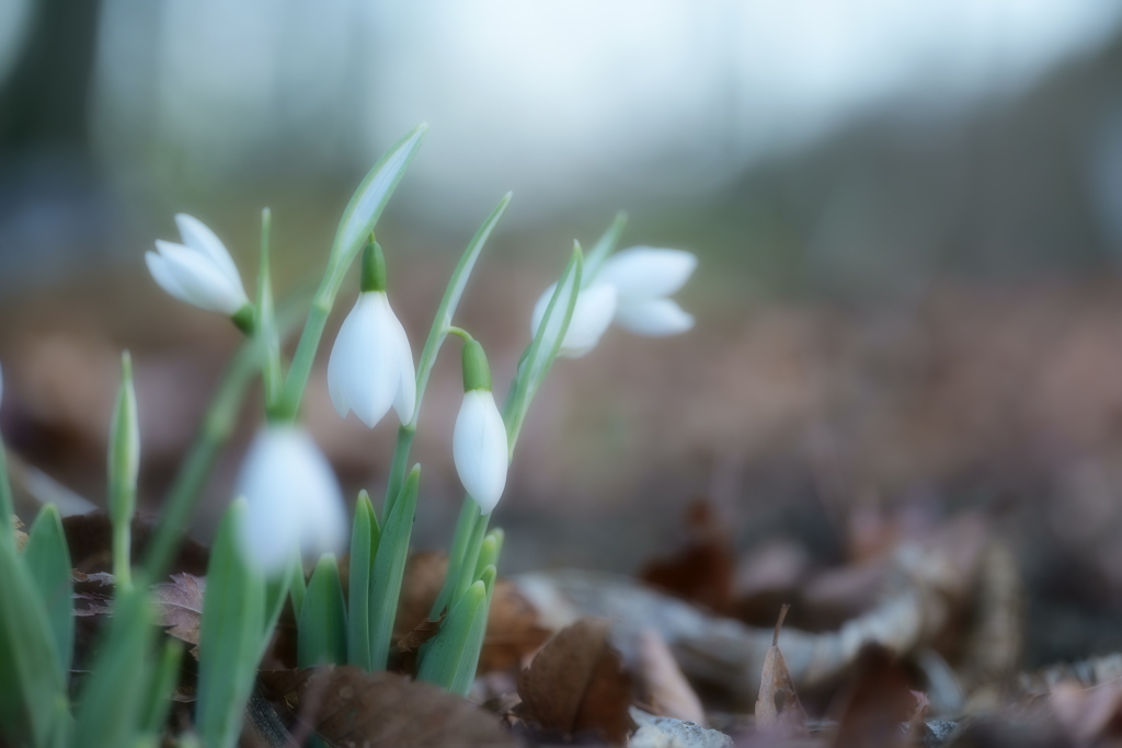 Snowdrop