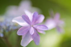 額紫陽花（ガクアジサイ）