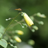昆虫 on 花