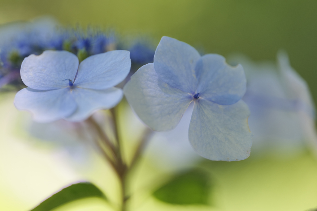 紫陽花(アジサイ)８