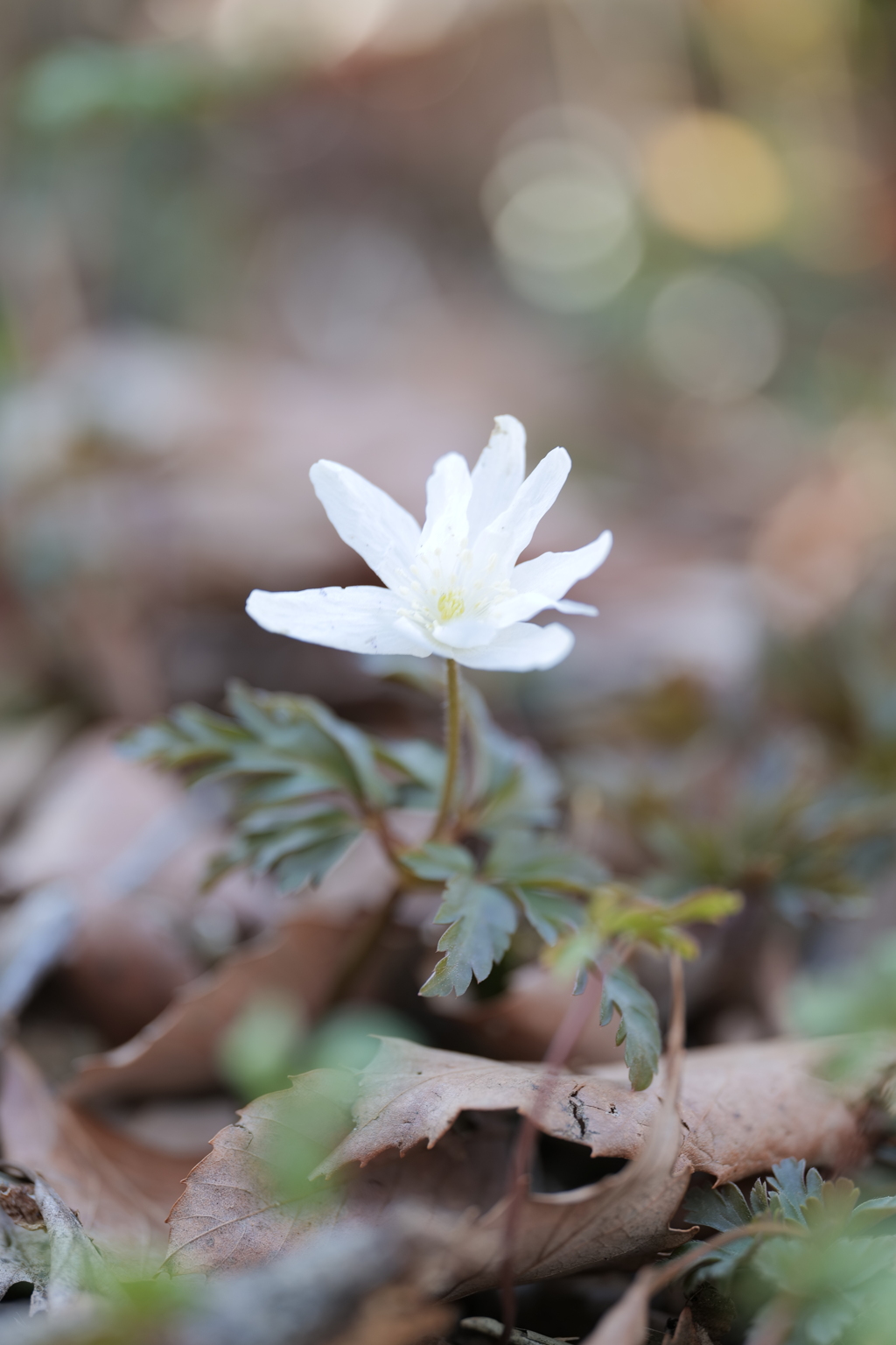 菊咲一華（キクザキイチゲ）