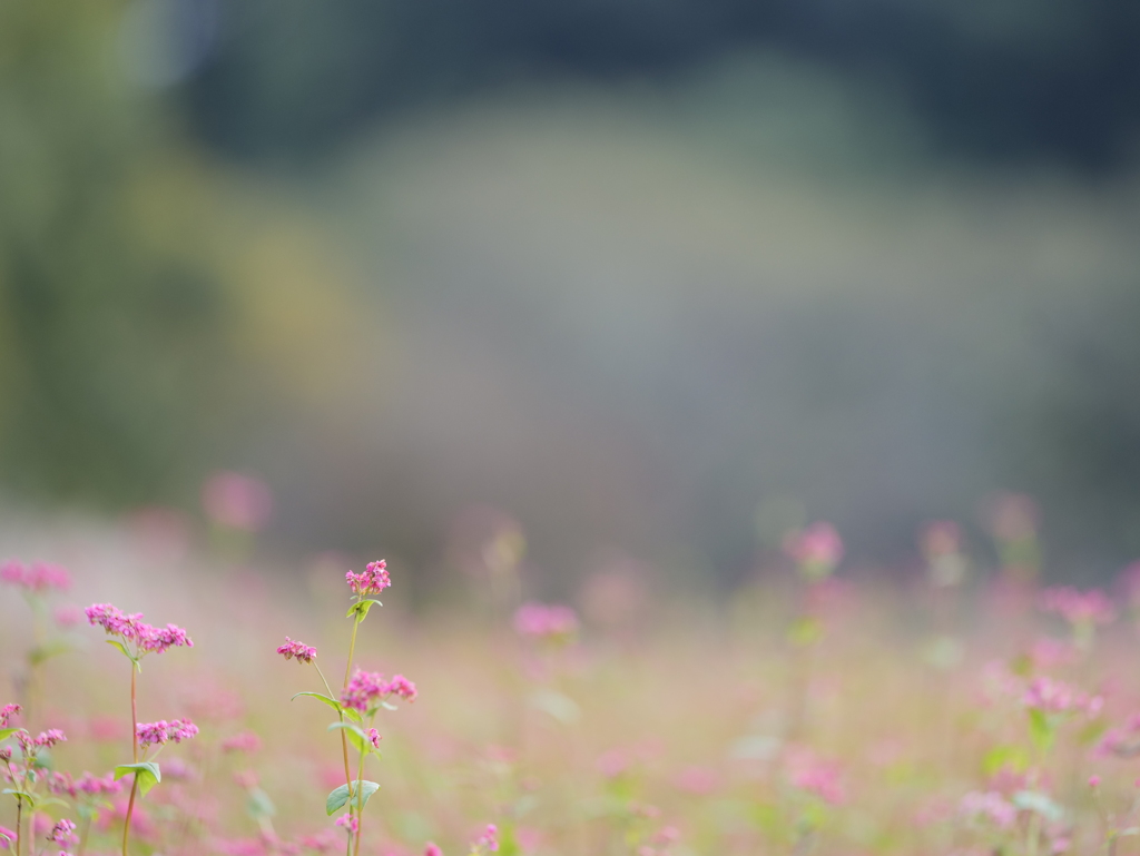 名残の赤蕎麦