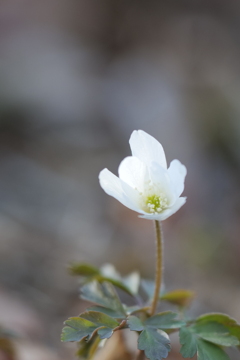  菊咲一華（キクザキイチゲ）