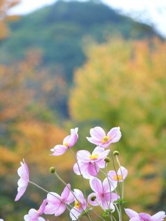 秋色 つー