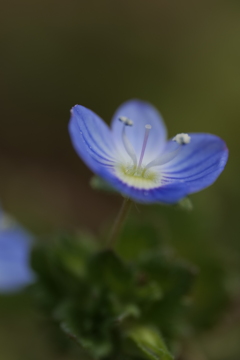 主役は雌蕊