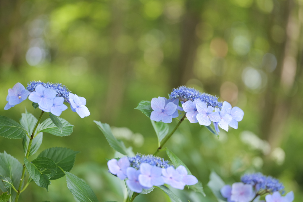 紫陽花(アジサイ)６