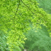 緑一色 (all green)