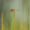 水辺の蜻蛉(トンボ)3