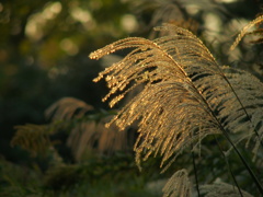 Golden Grass すりー