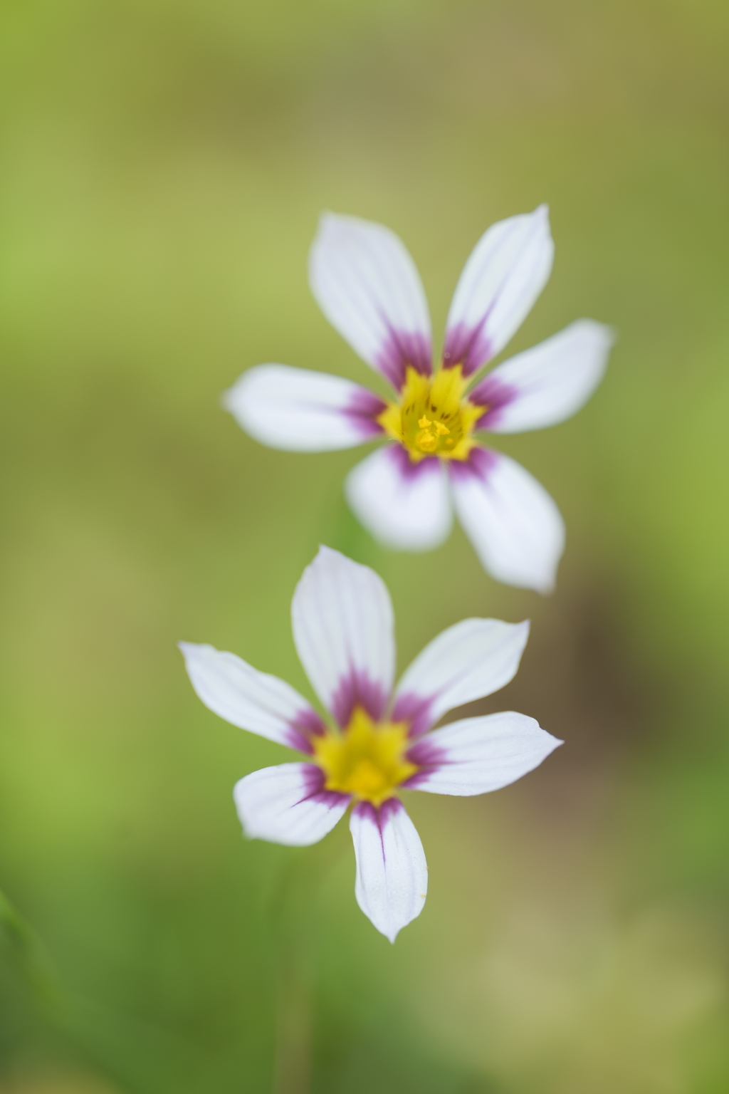 庭石菖(ニワゼキショウ)